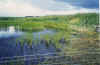 vand paa sletten.jpg (112221 byte)